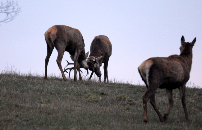 PASSIONE PER IL CERVO